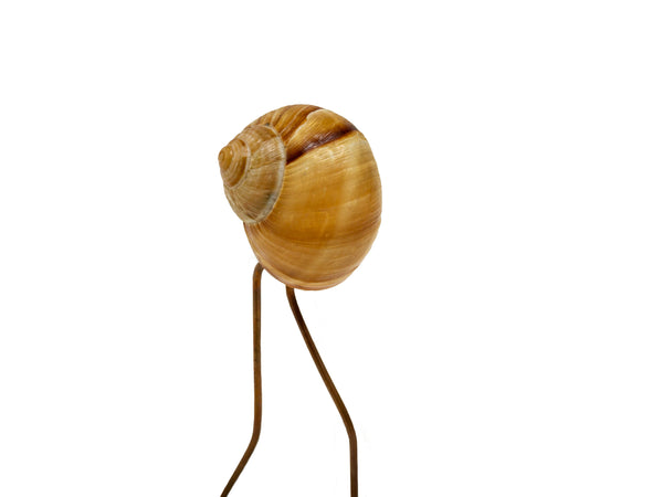 Walkin' Snail by Matthew B. Lopez